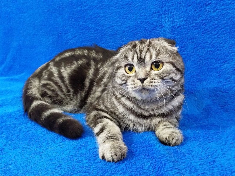 Шотландский кот прямоухий мраморный