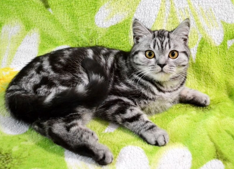 Шотландский скоттиш фолд мраморный