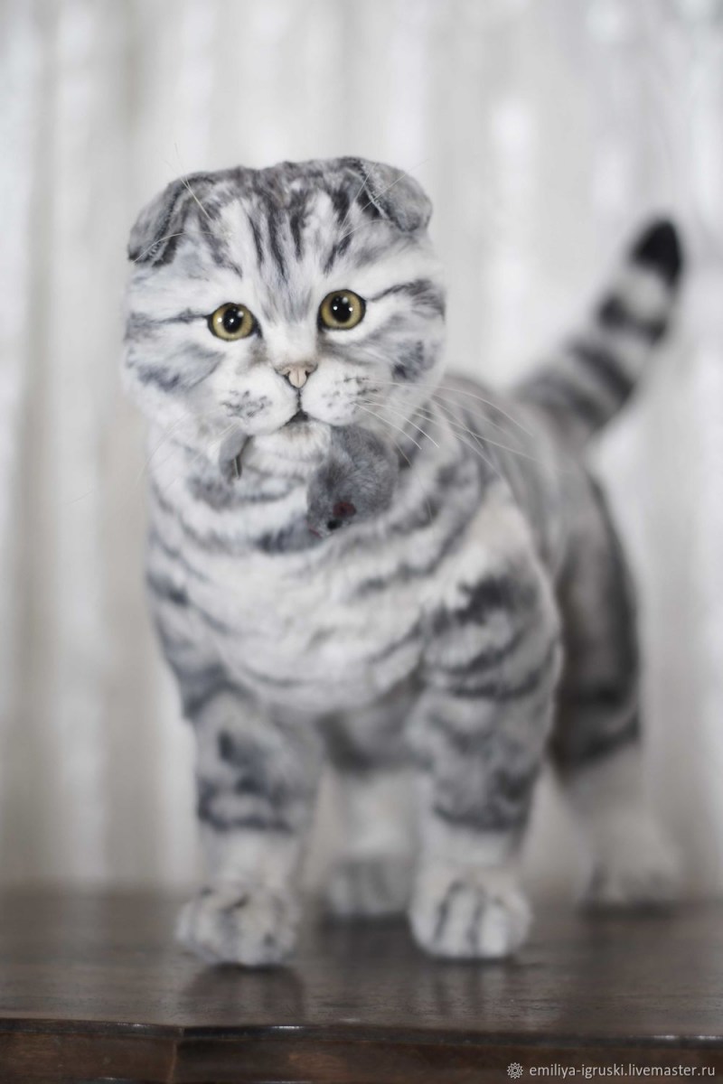 Шотландский скоттиш страйт мраморный