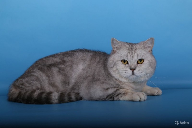 Скоттиш фолд мраморный