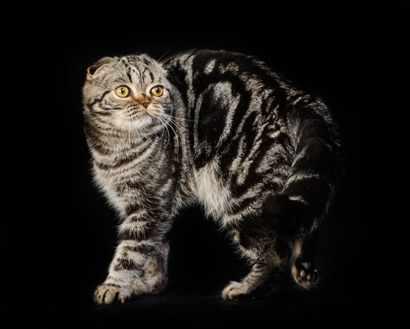 Британец кот вислоухий мраморный