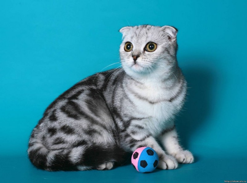 Шотландская прямоухая кошка мрамор
