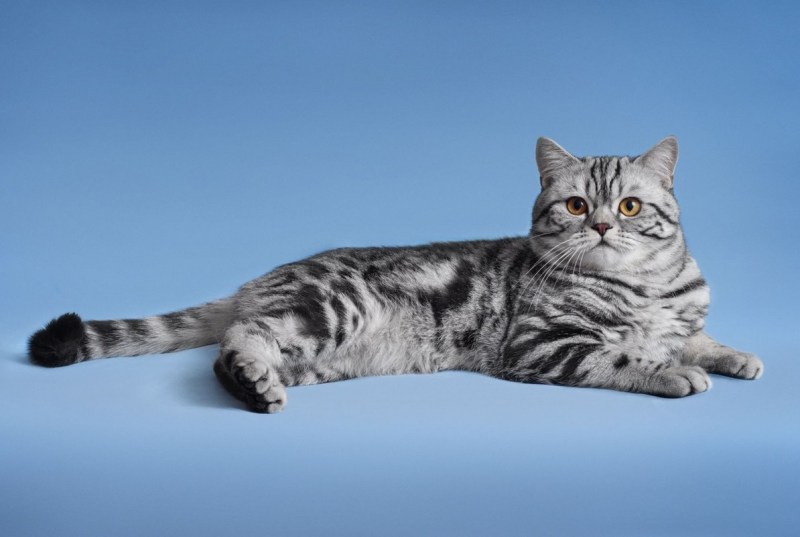 Шотландская вислоухая кошка мраморная
