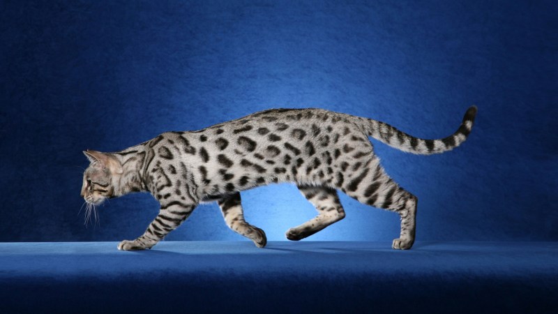 Бенгальская кошка