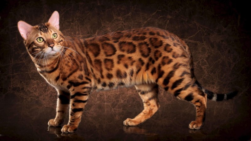 Бенгальская короткошерстная кошка