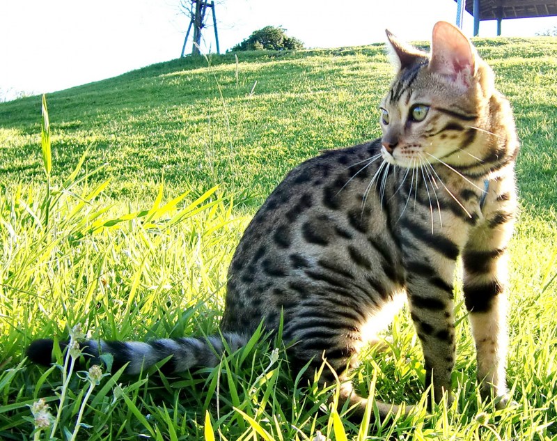 Бенгальская кошка