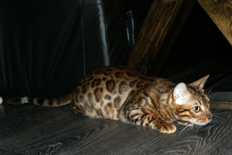Бенгальский кот