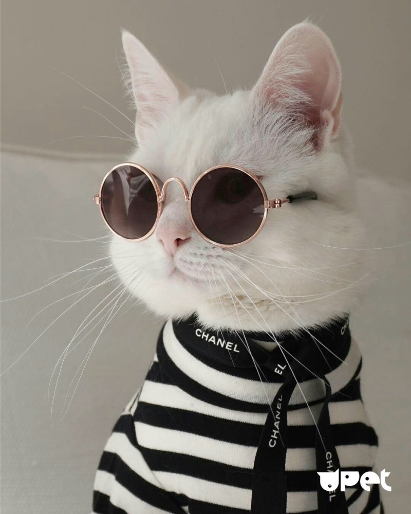 Модные коты