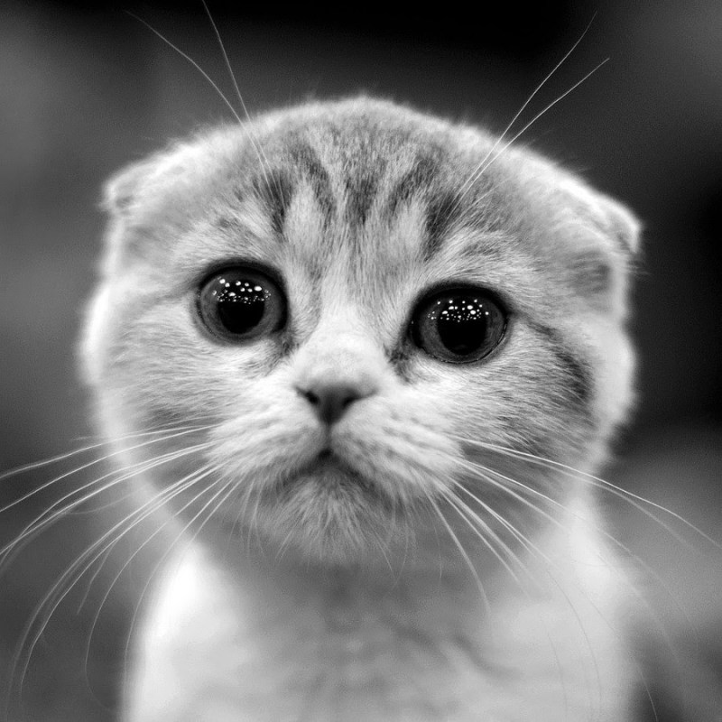 Умоляющий котик
