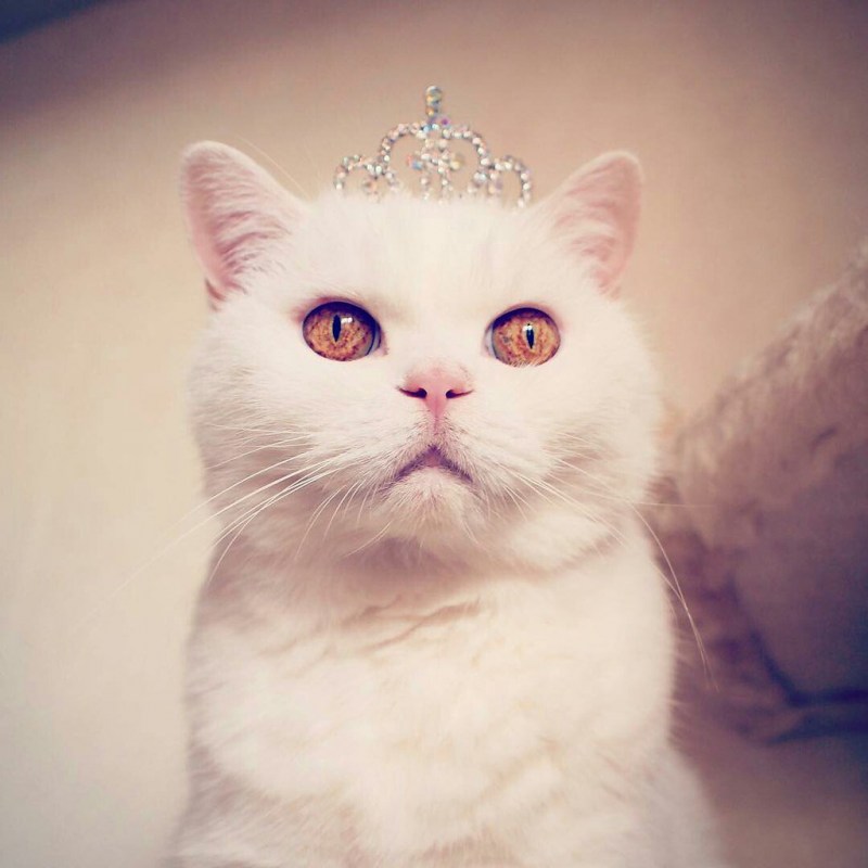 Милый кот