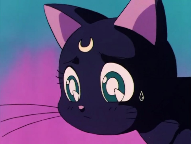 Ghibli Jiji Cat