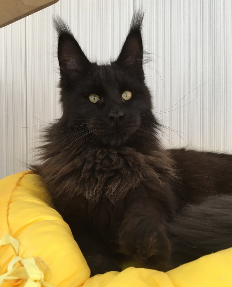 Редкий кот Мейн кун