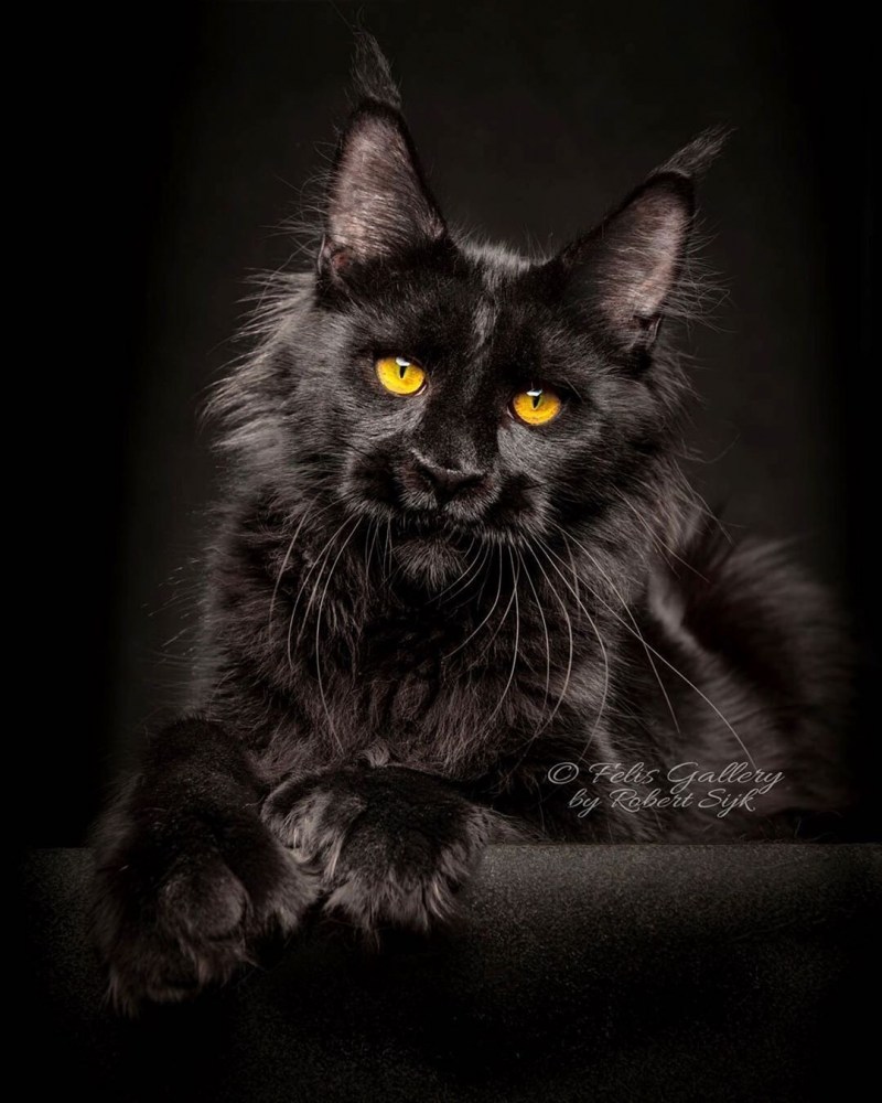 Кот Мейн кун черный