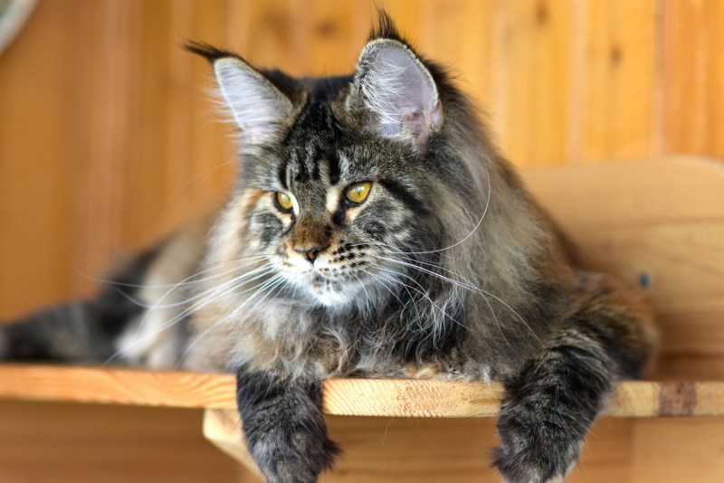 Мейн кун черный Солид котенок