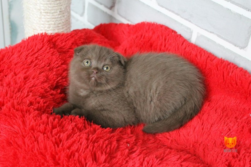 Шотландская вислоухая кошка с хозяином