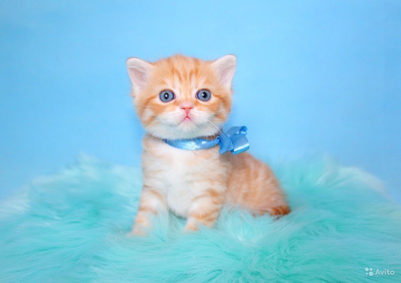 Мейн кун рыжий котенок