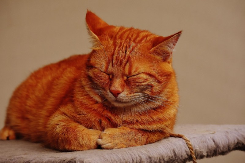 Кот британец мраморный рыжий