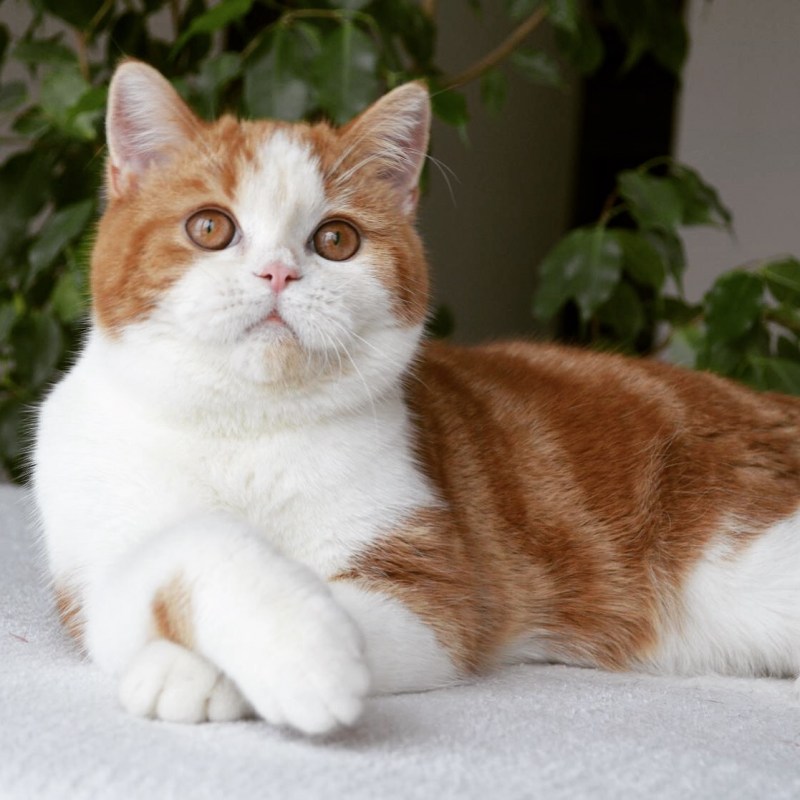 Манчкин кот вислоухий рыжий