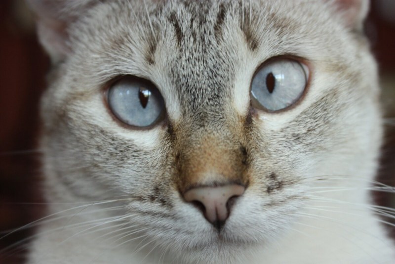 Тайская кошка косоглазая