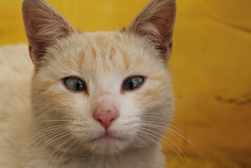 Желтая кошка