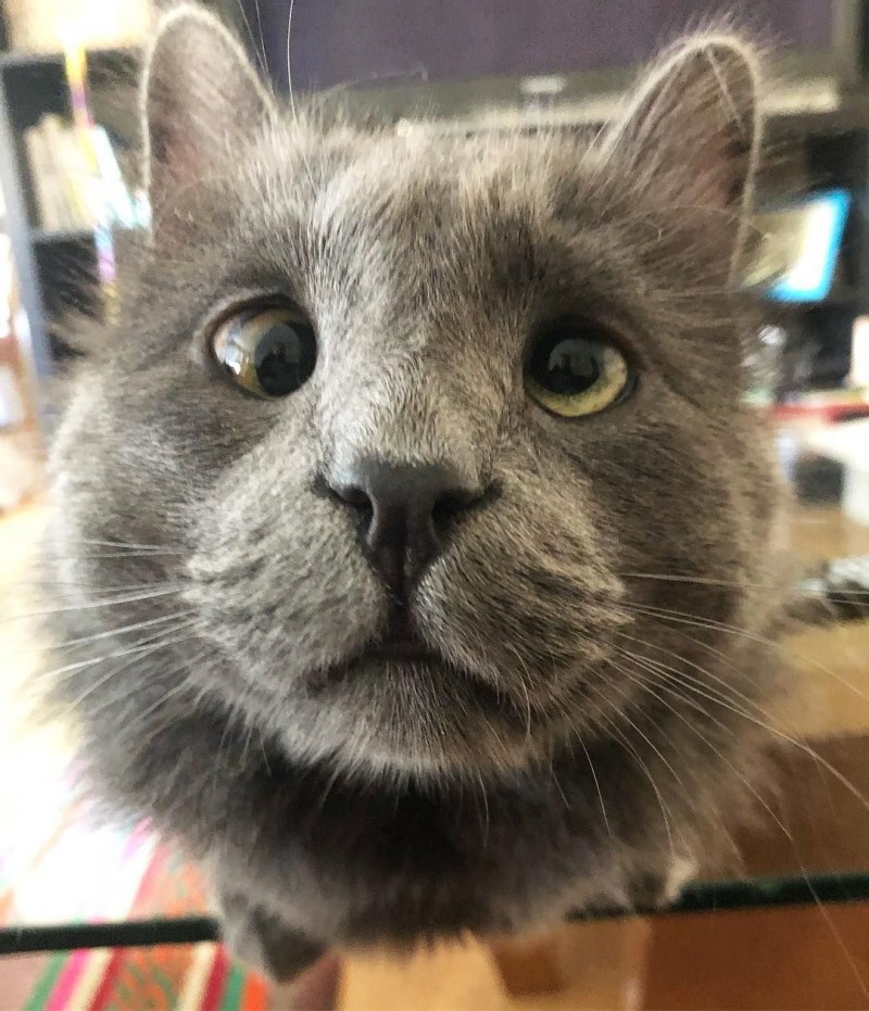Косой кот