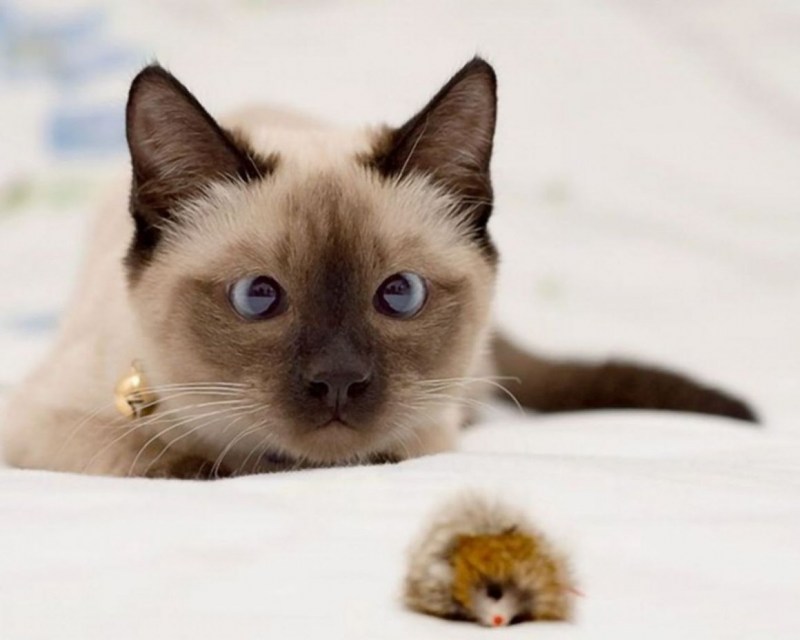 Сиамский кот косоглазый