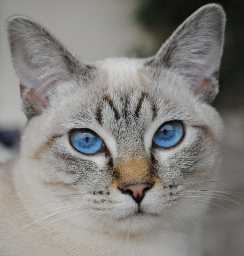 Косенький котик