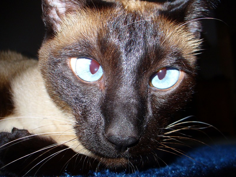 Тайская кошка косоглазие