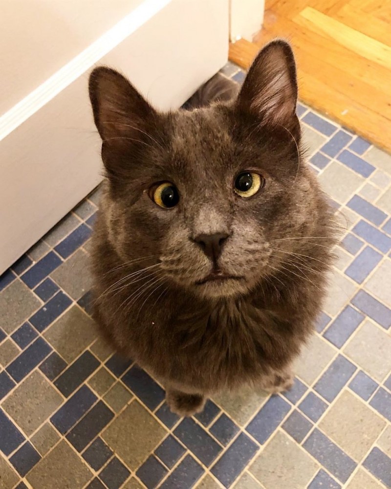 Косоглазие у кошек