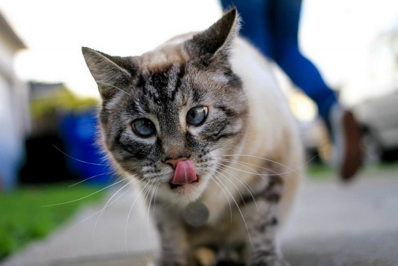Кошка с косыми глазами