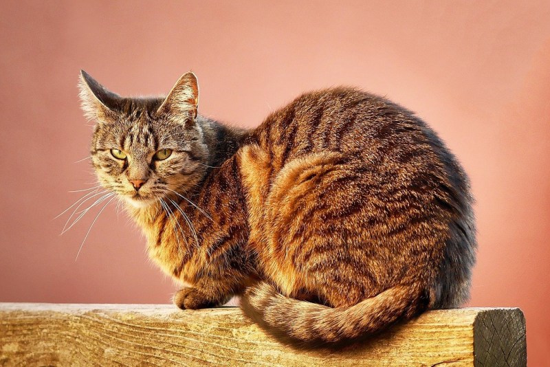 Кошка ест