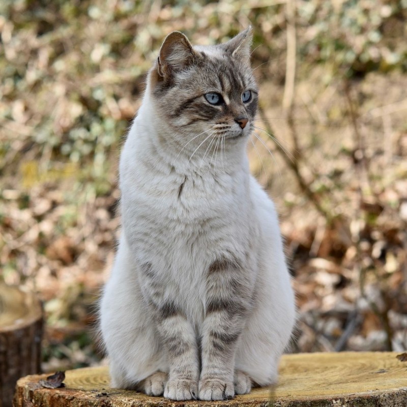 Кошка сидит прямо