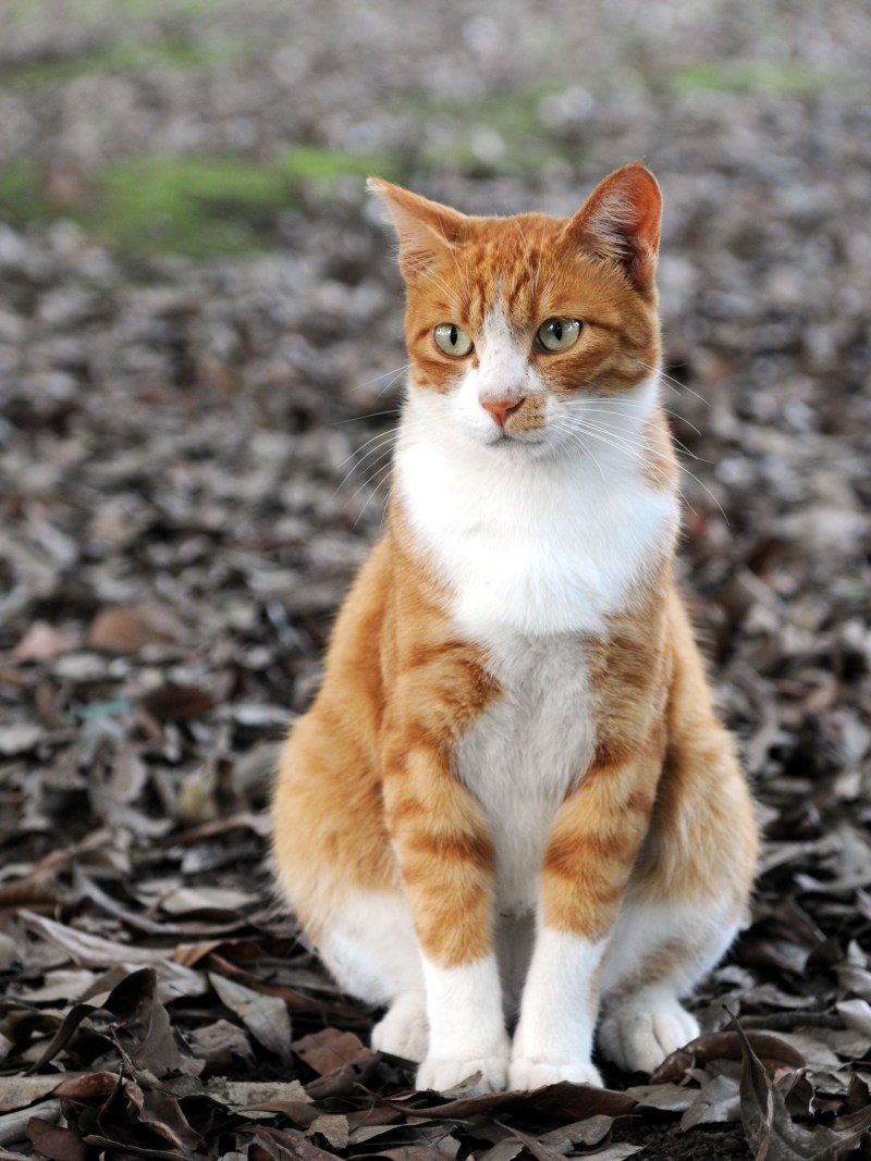 Кошка рыжая с белым