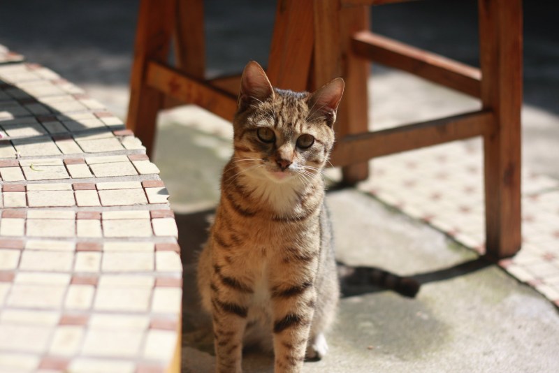 Кот возле стола