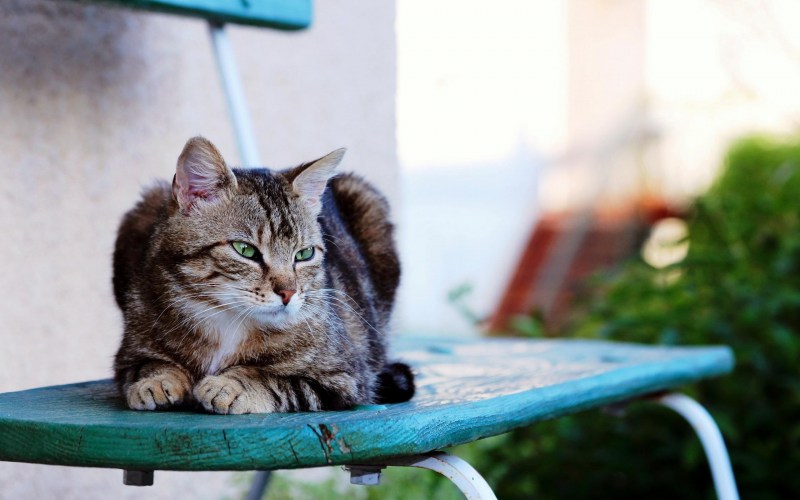 Сидячий котенок