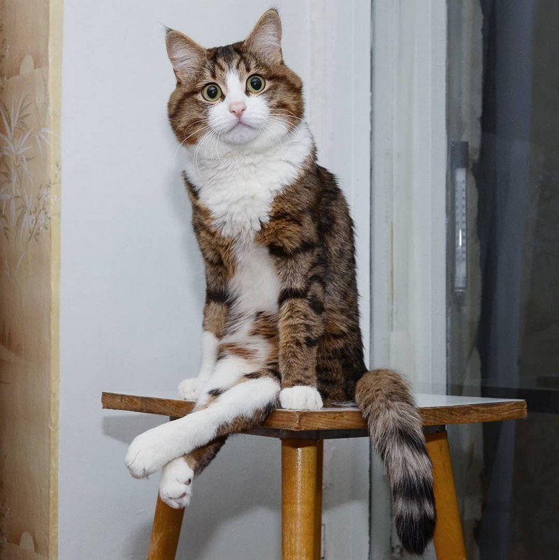 Кот сидит на стуле