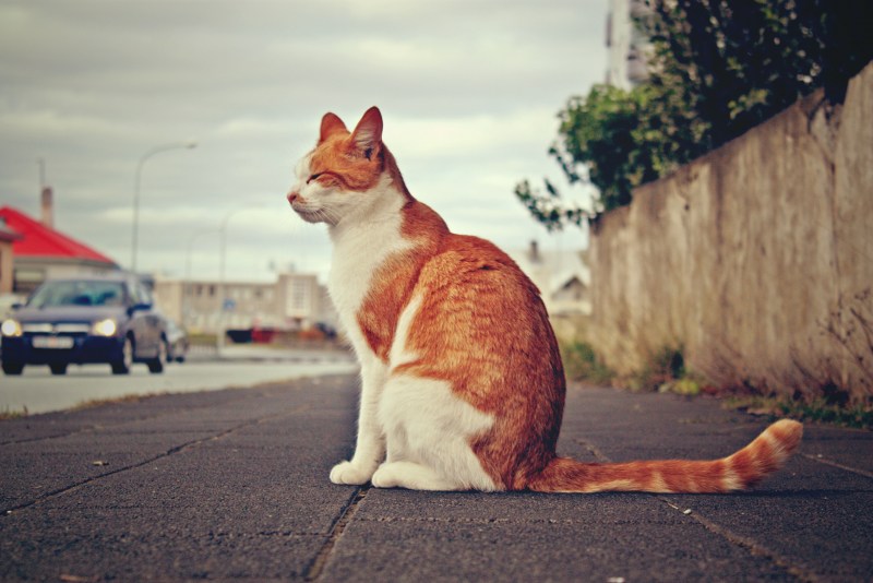 Сидячий кот