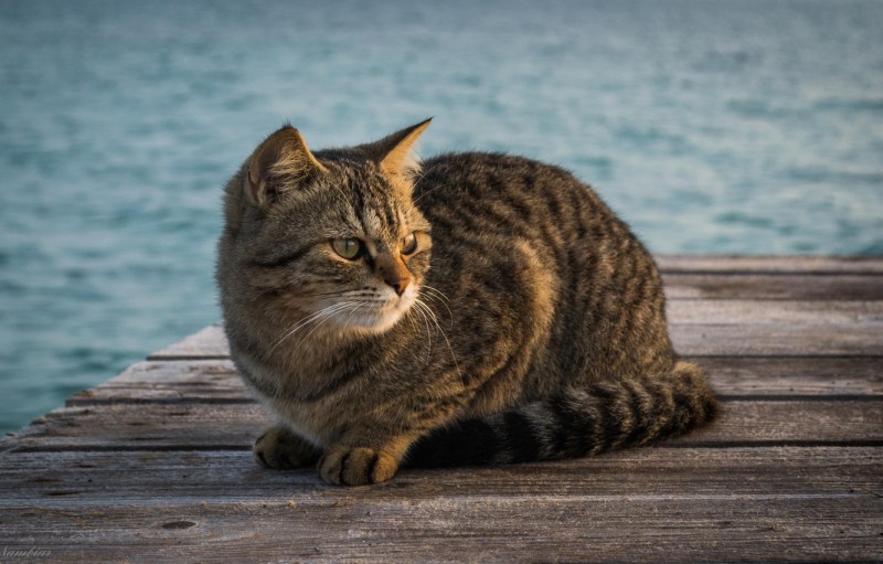 Сидячий кот