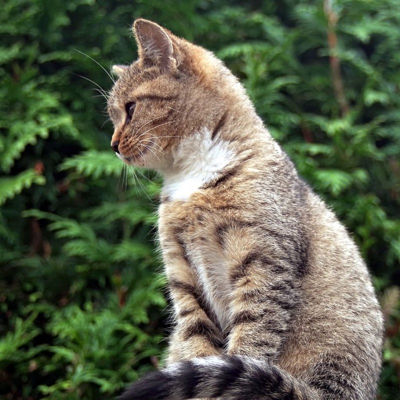 Кошка сидит боком