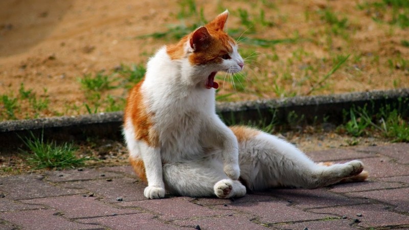 Кошка сидит