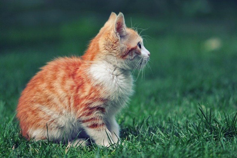 Котик боком