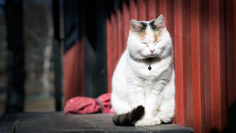 Кошка ест