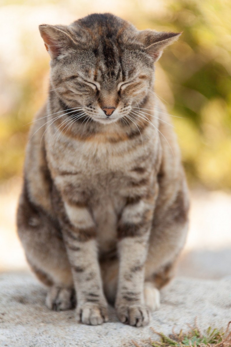 Кот сидит