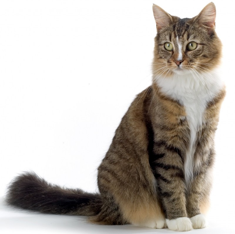 Кошка сидит