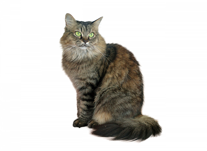 Сидячий кот