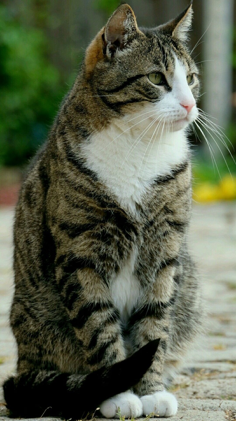 Кошка сидит
