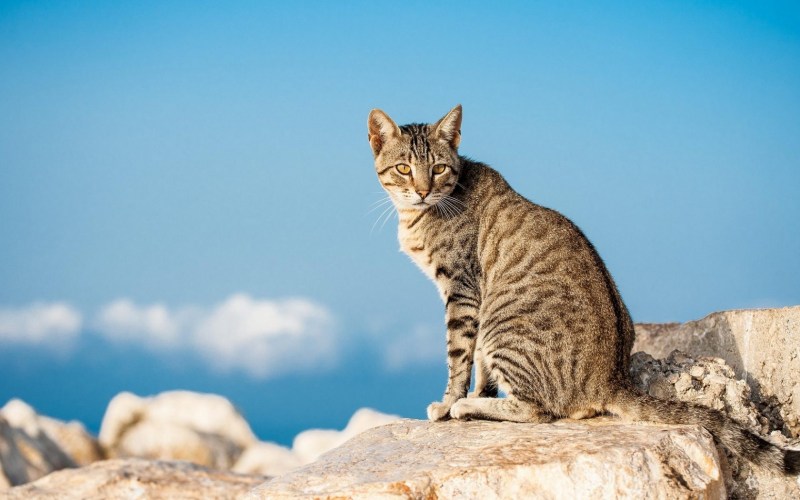 Кошка сидит