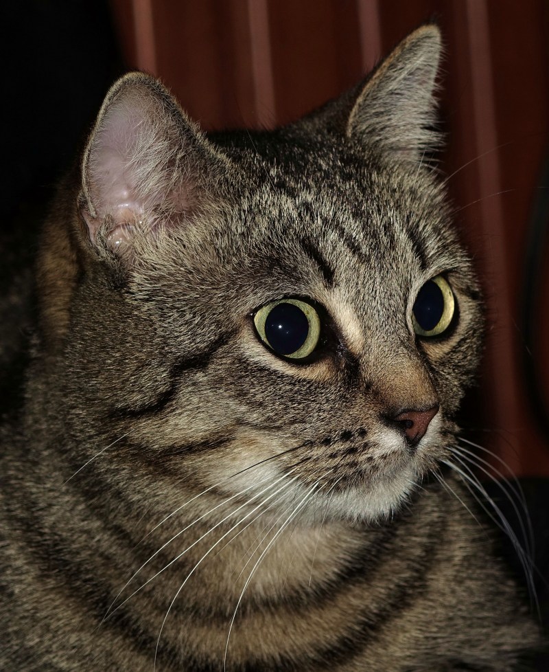 Кельтский котенок