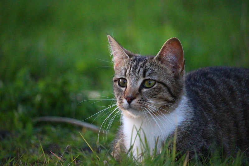 Европейская Лесная короткошерстная кошка