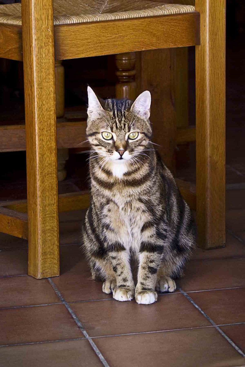 Европейская короткошерстная (Кельтская)